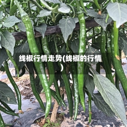 线椒行情走势(线椒的行情)-第2张图片