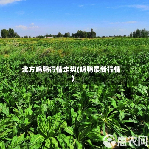 北方鸡鸭行情走势(鸡鸭最新行情)-第2张图片