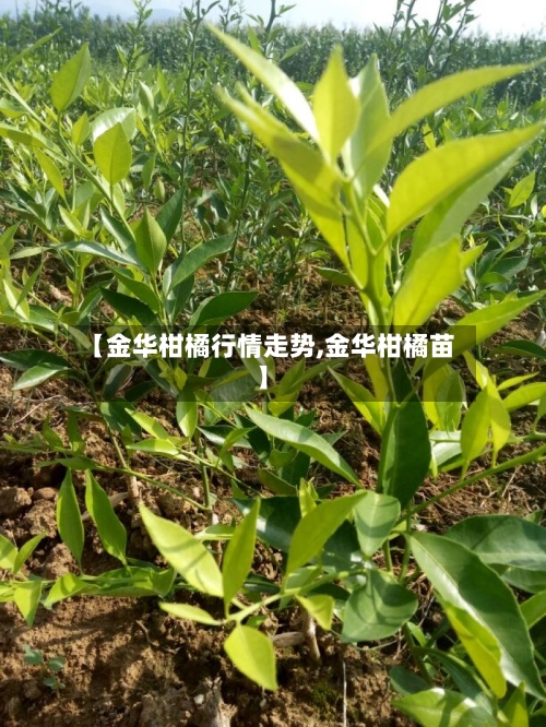 【金华柑橘行情走势,金华柑橘苗】-第2张图片