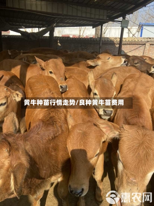 黄牛种苗行情走势/良种黄牛苗费用