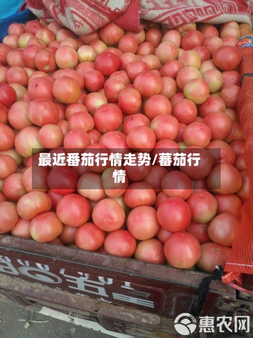 最近番茄行情走势/蕃茄行情
