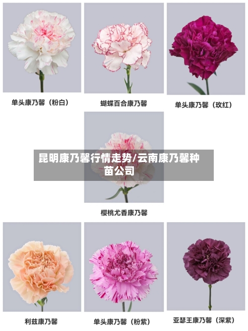 昆明康乃馨行情走势/云南康乃馨种苗公司-第2张图片