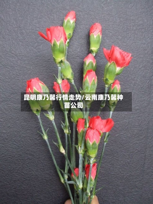 昆明康乃馨行情走势/云南康乃馨种苗公司