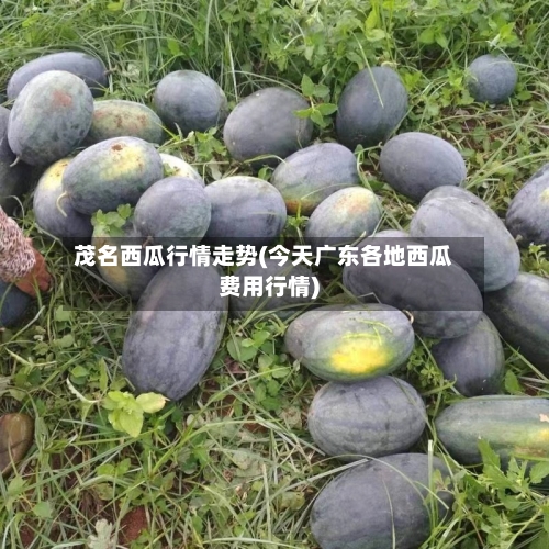 茂名西瓜行情走势(今天广东各地西瓜费用行情)