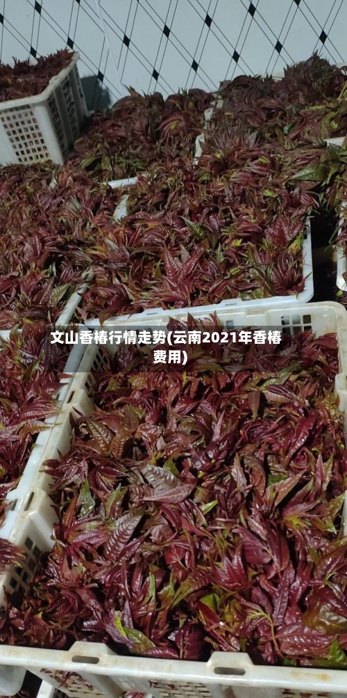 文山香椿行情走势(云南2021年香椿费用)