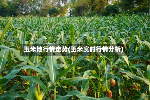 玉米地行情走势(玉米实时行情分析)-第2张图片