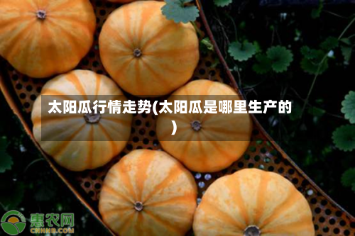 太阳瓜行情走势(太阳瓜是哪里生产的)