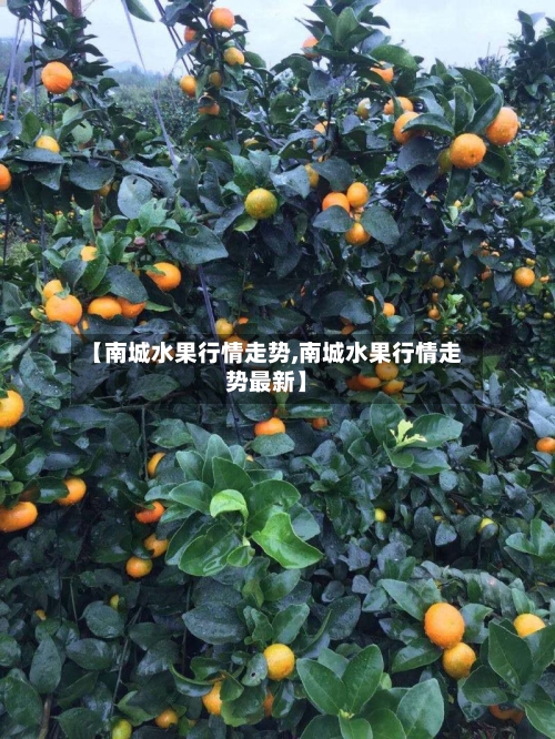 【南城水果行情走势,南城水果行情走势最新】