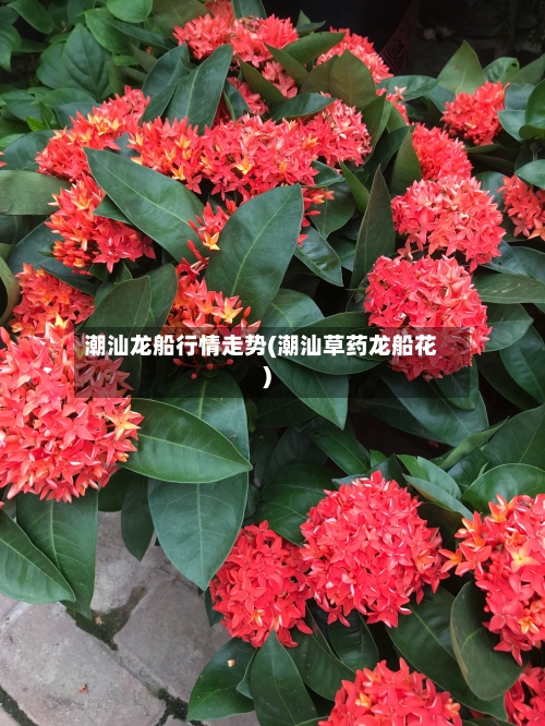 潮汕龙船行情走势(潮汕草药龙船花)