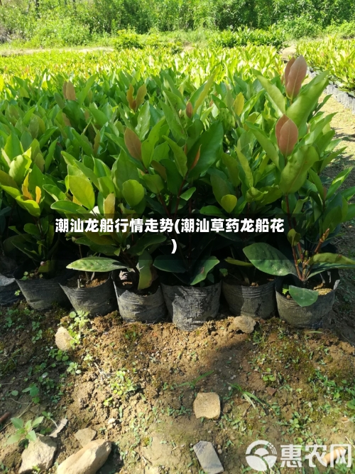 潮汕龙船行情走势(潮汕草药龙船花)-第2张图片