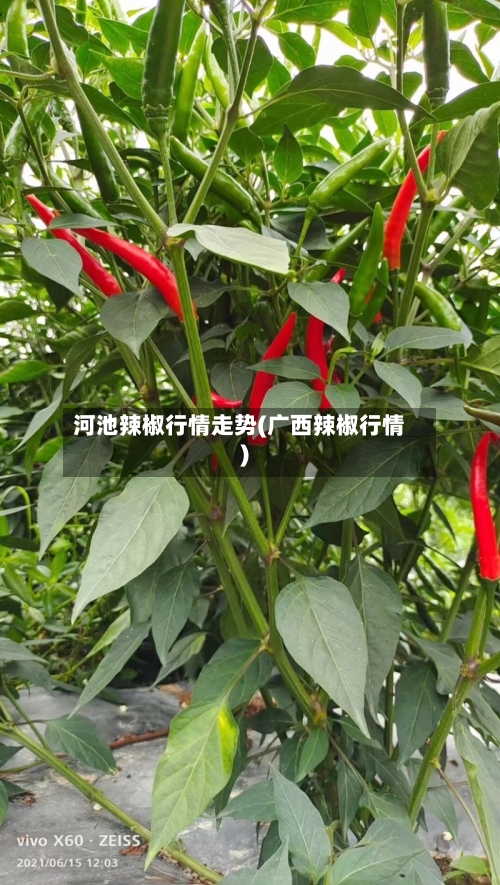 河池辣椒行情走势(广西辣椒行情)