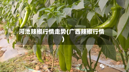 河池辣椒行情走势(广西辣椒行情)-第2张图片