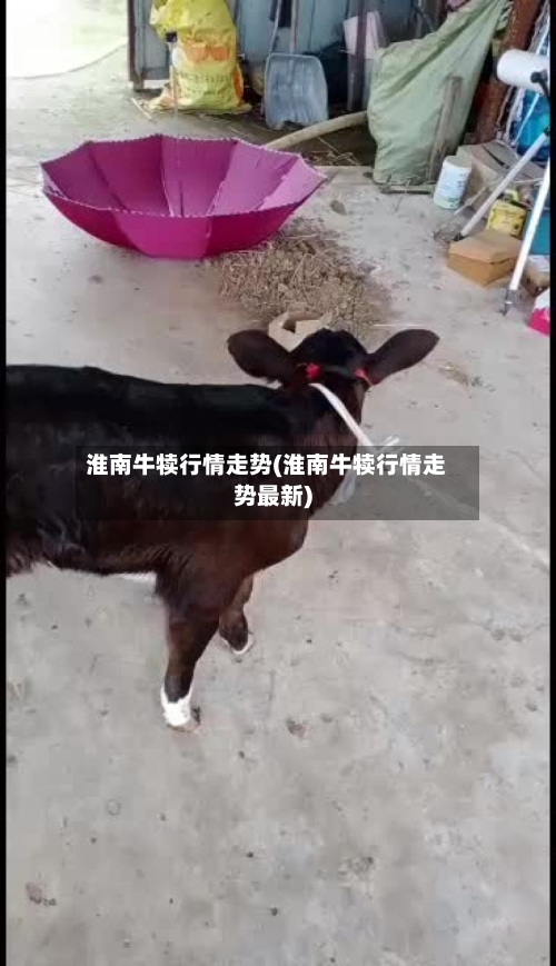 淮南牛犊行情走势(淮南牛犊行情走势最新)-第2张图片