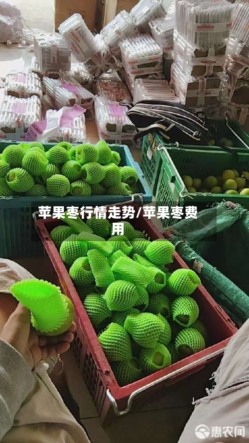 苹果枣行情走势/苹果枣费用-第3张图片