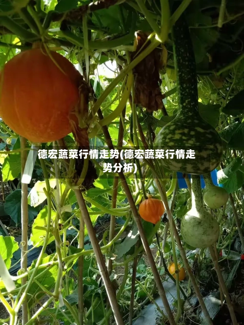德宏蔬菜行情走势(德宏蔬菜行情走势分析)