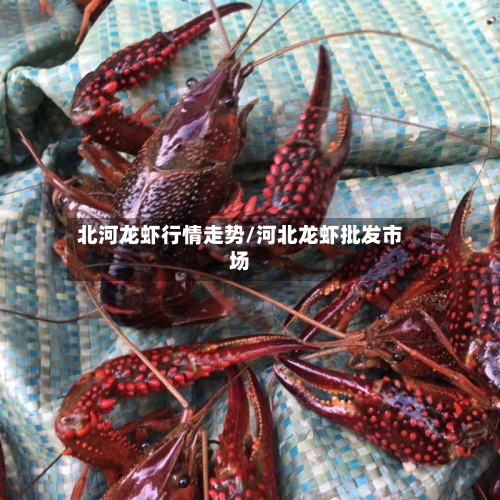 北河龙虾行情走势/河北龙虾批发市场-第3张图片