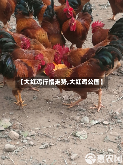 【大红鸡行情走势,大红鸡公图】