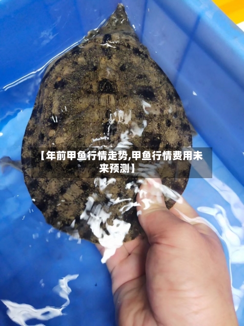【年前甲鱼行情走势,甲鱼行情费用未来预测】