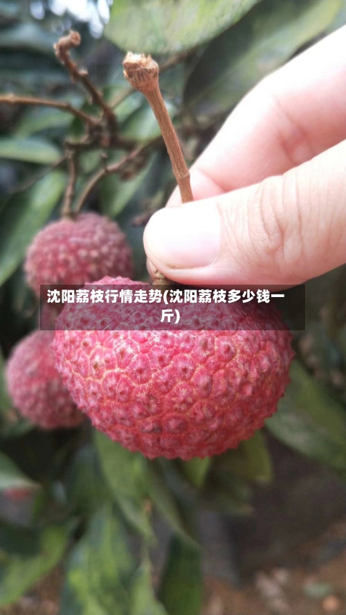 沈阳荔枝行情走势(沈阳荔枝多少钱一斤)