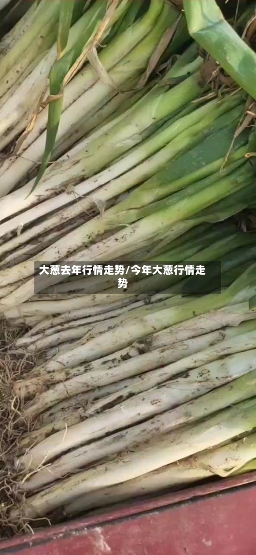 大葱去年行情走势/今年大葱行情走势-第2张图片