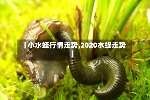 【小水蛭行情走势,2020水蛭走势】