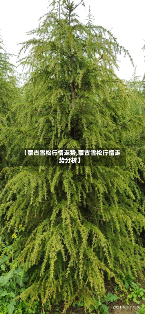 【蒙古雪松行情走势,蒙古雪松行情走势分析】-第3张图片