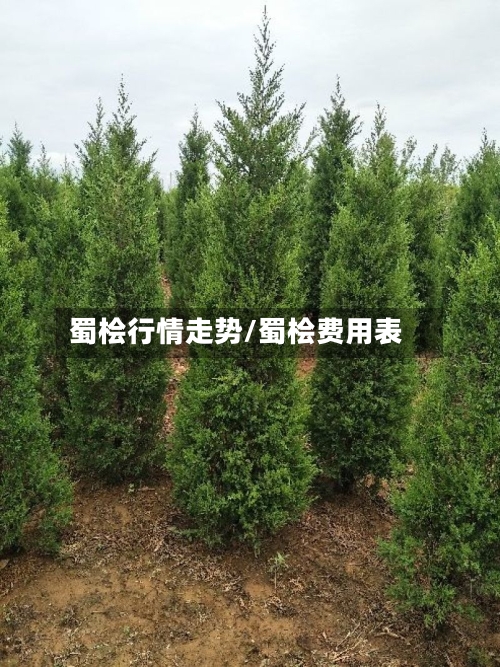 蜀桧行情走势/蜀桧费用表