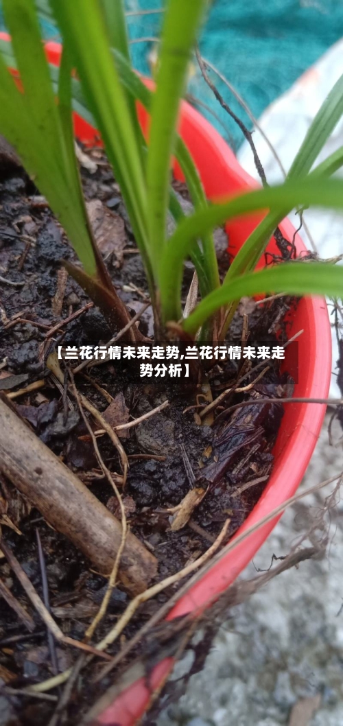【兰花行情未来走势,兰花行情未来走势分析】