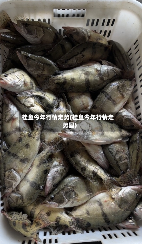 桂鱼今年行情走势(桂鱼今年行情走势图)