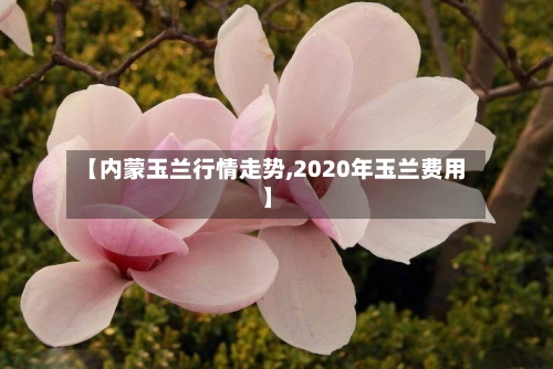 【内蒙玉兰行情走势,2020年玉兰费用】-第2张图片