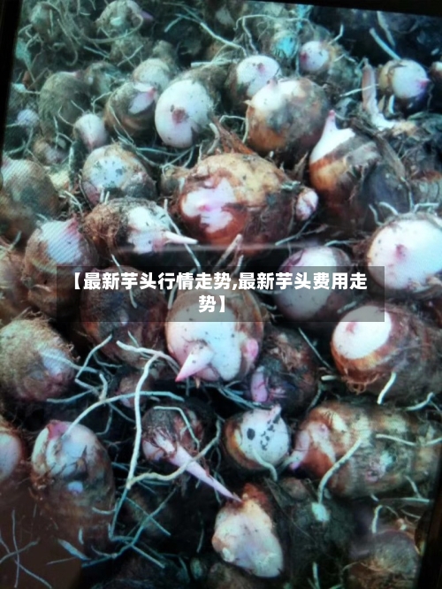 【最新芋头行情走势,最新芋头费用走势】