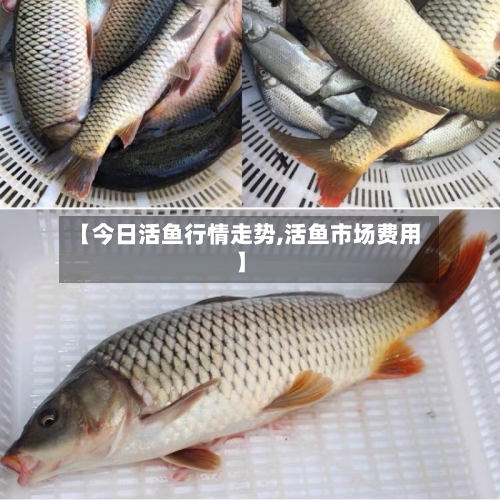 【今日活鱼行情走势,活鱼市场费用】