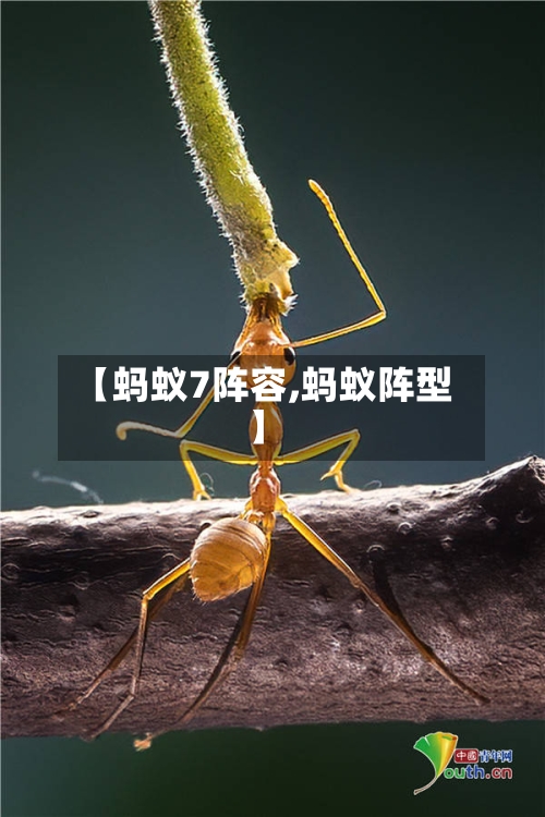【蚂蚁7阵容,蚂蚁阵型】