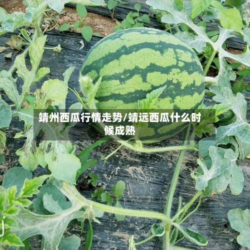 靖州西瓜行情走势/靖远西瓜什么时候成熟-第2张图片