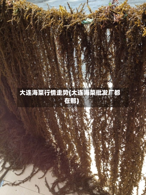 大连海菜行情走势(大连海菜批发厂都在那)-第3张图片