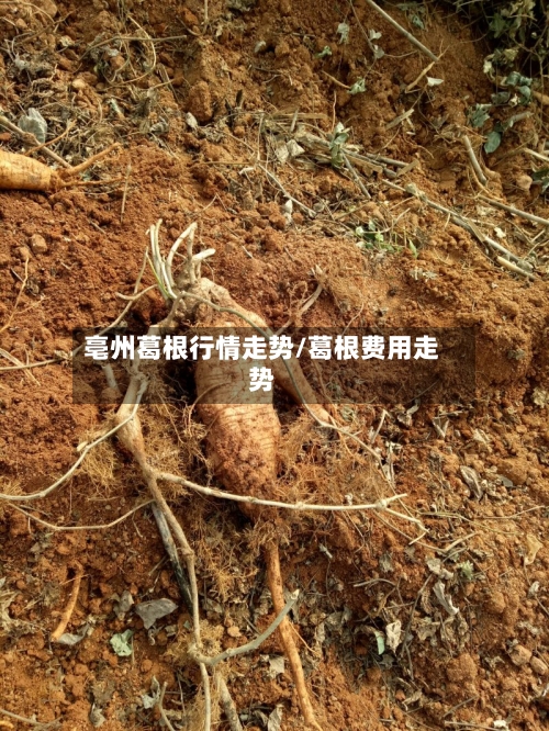 亳州葛根行情走势/葛根费用走势