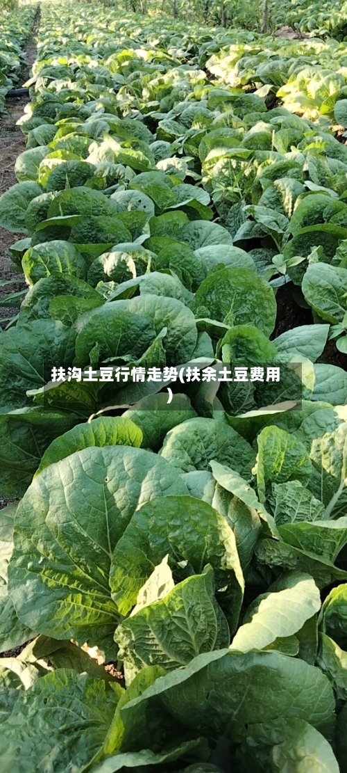 扶沟土豆行情走势(扶余土豆费用)-第3张图片