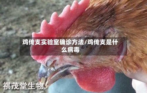 鸡传支实验室确诊方法/鸡传支是什么病毒-第2张图片