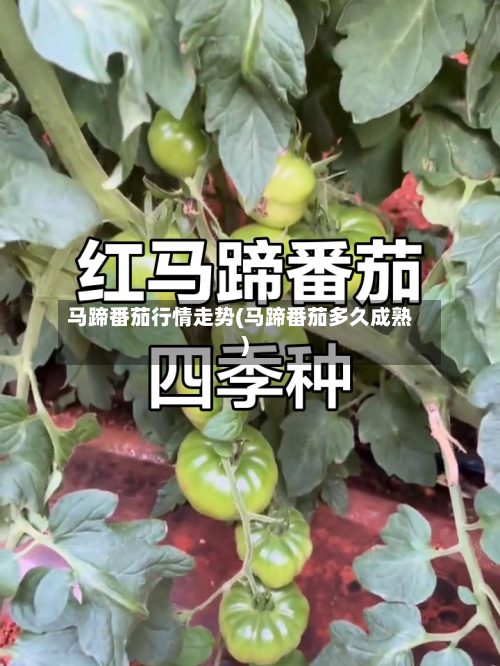 马蹄番茄行情走势(马蹄番茄多久成熟)