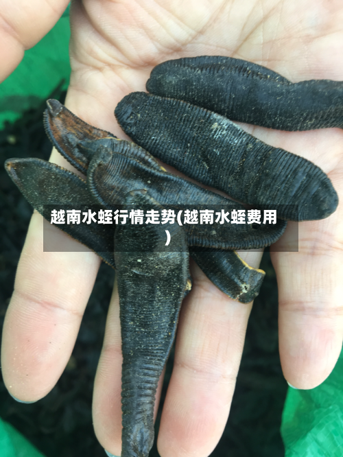越南水蛭行情走势(越南水蛭费用)