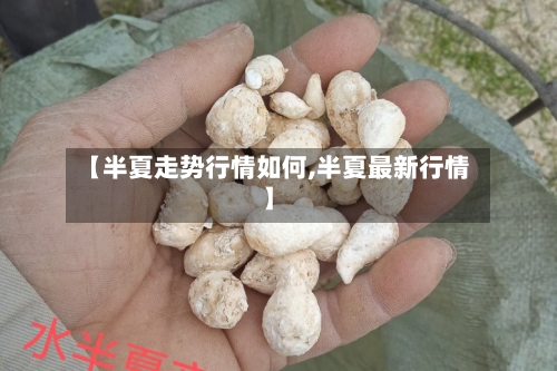 【半夏走势行情如何,半夏最新行情】-第2张图片