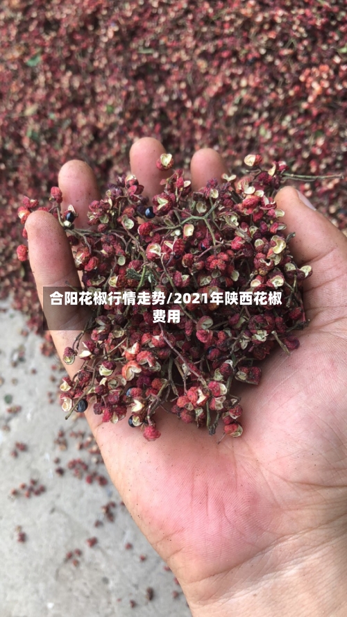 合阳花椒行情走势/2021年陕西花椒费用
