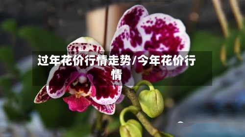过年花价行情走势/今年花价行情