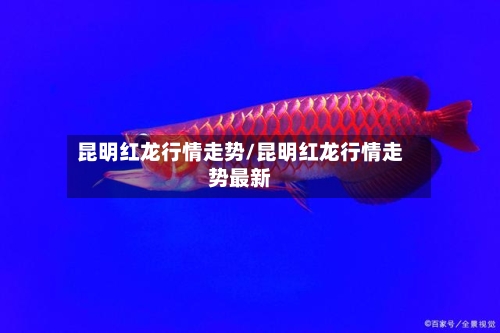 昆明红龙行情走势/昆明红龙行情走势最新
