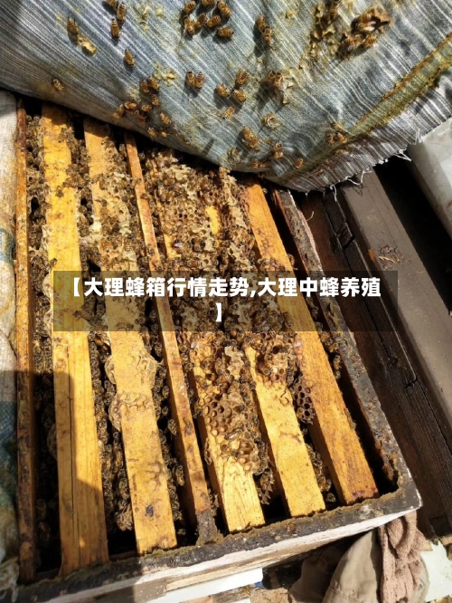 【大理蜂箱行情走势,大理中蜂养殖】-第2张图片