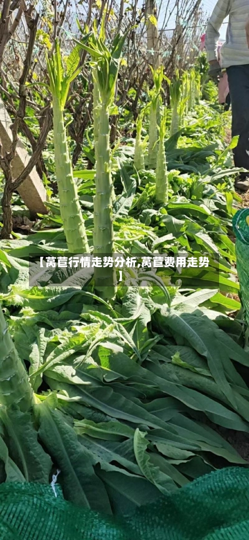 【莴苣行情走势分析,莴苣费用走势】