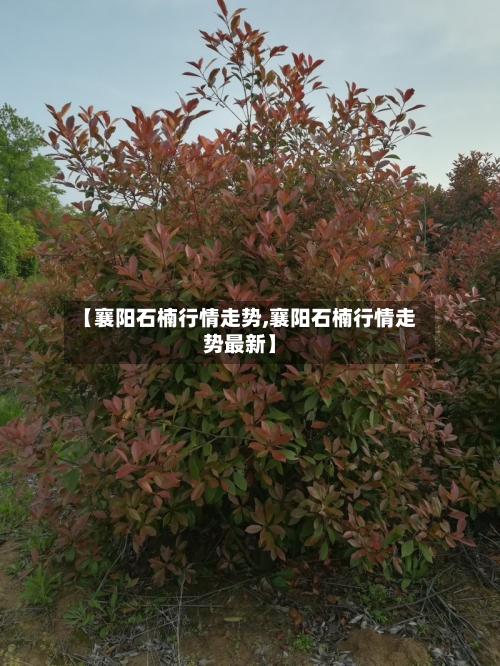 【襄阳石楠行情走势,襄阳石楠行情走势最新】