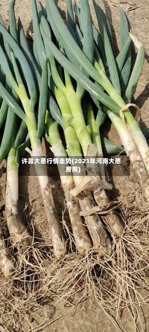 许昌大葱行情走势(2021年河南大葱费用)