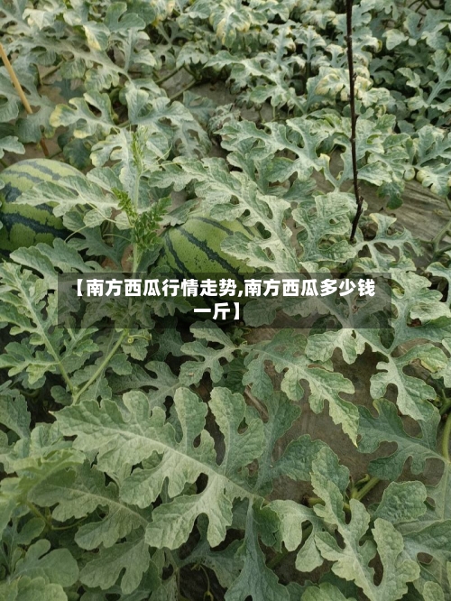 【南方西瓜行情走势,南方西瓜多少钱一斤】