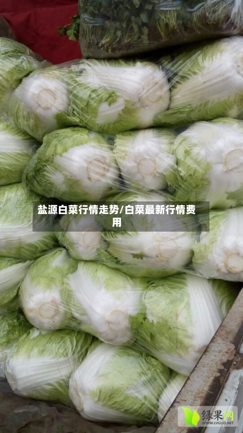 盐源白菜行情走势/白菜最新行情费用